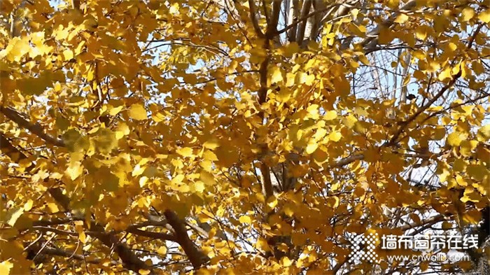 玉麒麟墙布，为家增添满满的秋日仪式感